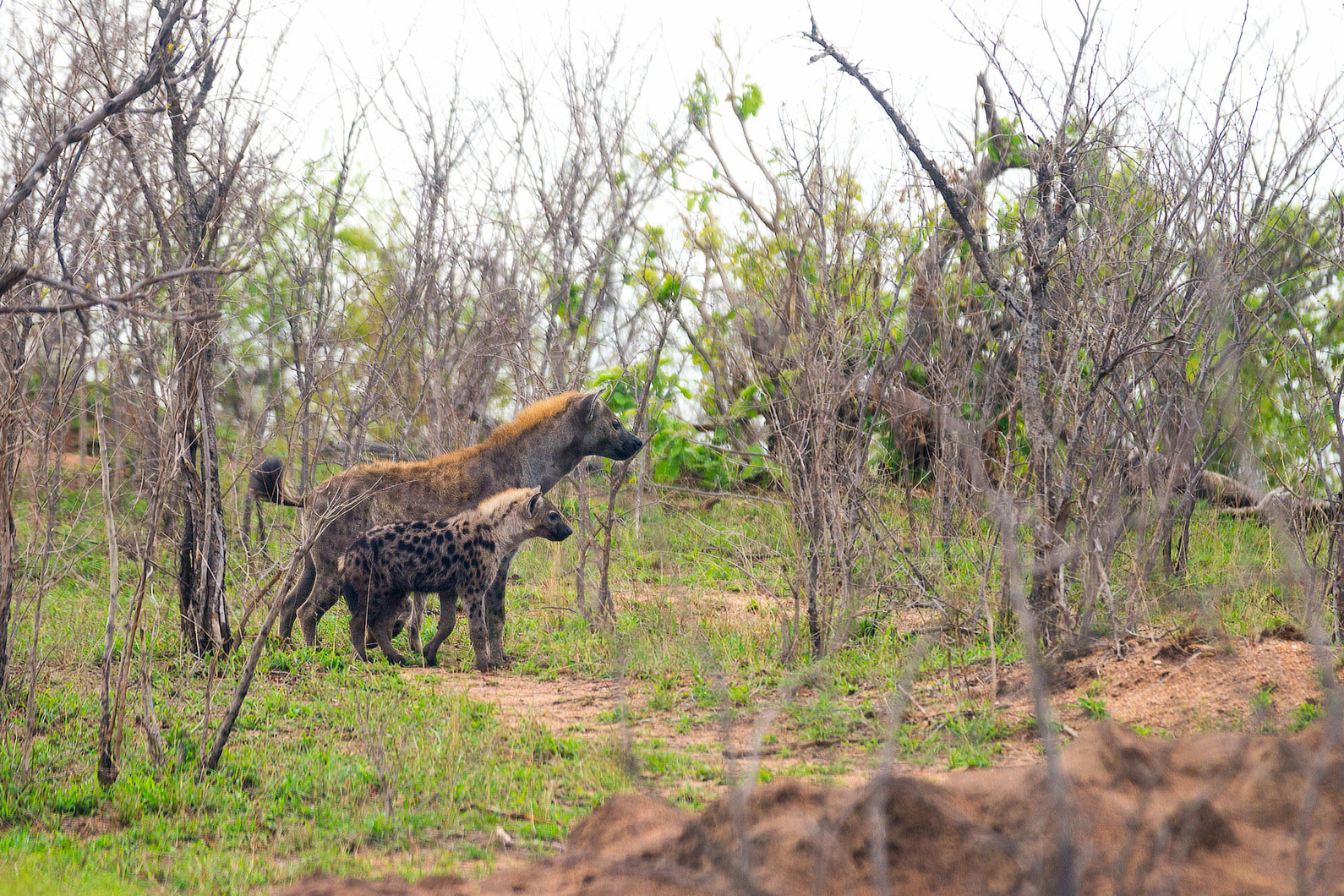 20161112 080135 Hyänen